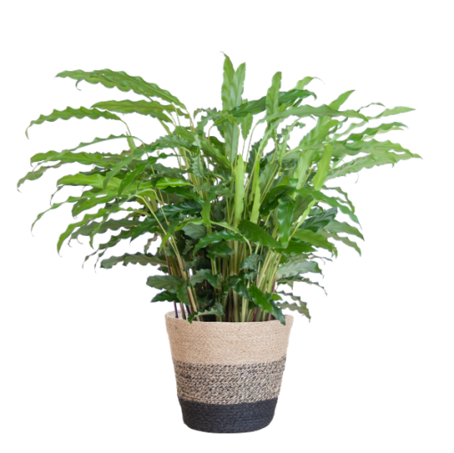 Calathea Rufibarba mit Korb Lissabon schwarz - 55cm - Ø17