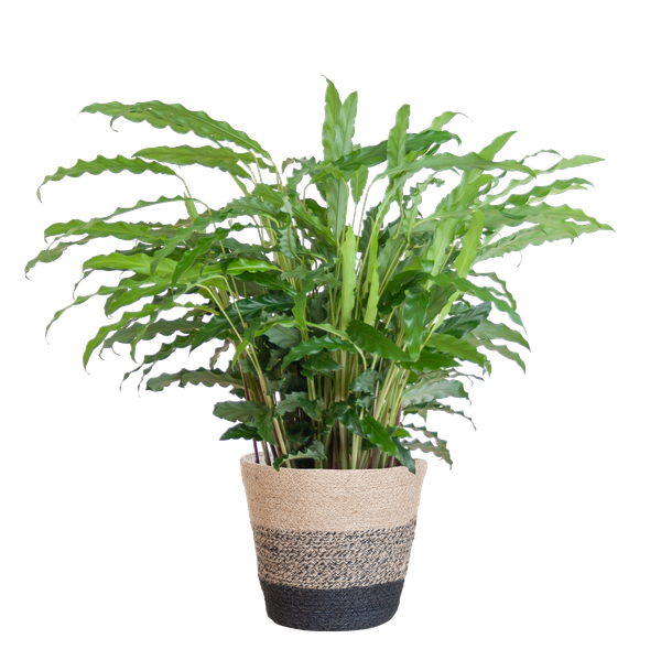 Calathea Rufibarba mit Korb Lissabon schwarz – 55cm – Ø17