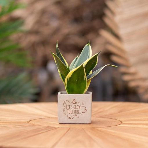 Congreetz® plantpots + Sansevieria | Let's grow together – Bild 3