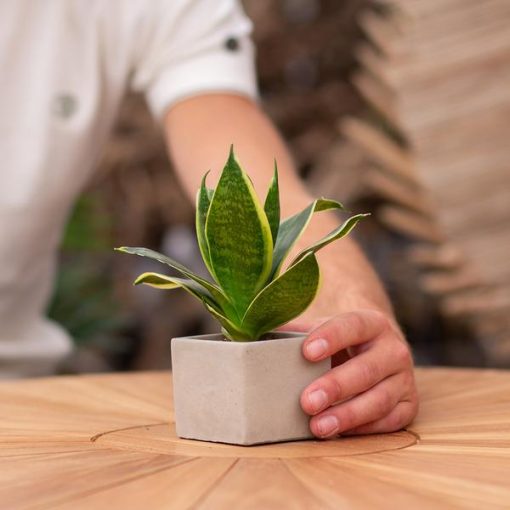 Congreetz® plantpots + Sansevieria | Let's grow together – Bild 5