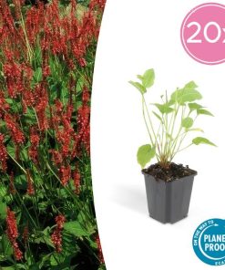 Persicaria amplexicaulis – ↕25cm – Ø9cm – 20x