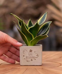 Congreetz® plantpots + Sansevieria | Gute Besserung