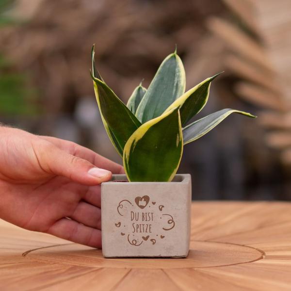 Congreetz® plantpots + Sansevieria | Du bist Spitze