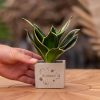 Congreetz® plantpots + Sansevieria | Willkommen