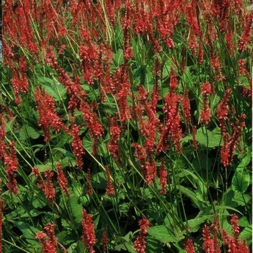 Persicaria amplexicaulis - ↕25cm - Ø9cm - 20x – Bild 5