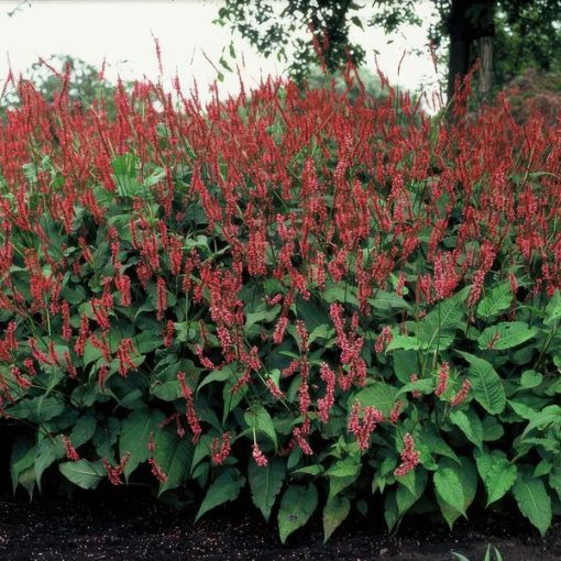 Persicaria amplexicaulis - ↕25cm - Ø9cm - 20x – Bild 6