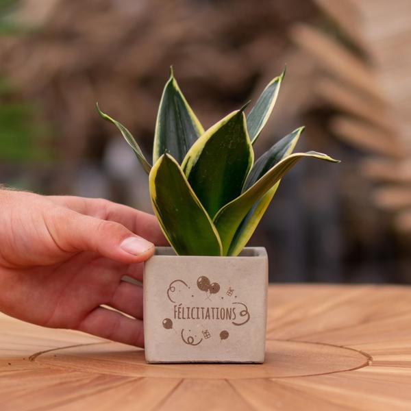 Congreetz® plantpots + Sansevieria | Félicitations