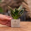 Congreetz® plantpots + Sansevieria | Tu es formidable