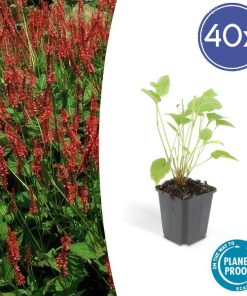 Persicaria amplexicaulis – ↕25cm – Ø9cm – 40x