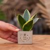 Congreetz® plantpots + Sansevieria | Bonne chance