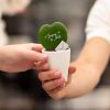 Message Printz® Hoya (Heartplant) | Joyeux Noël