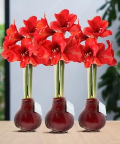 No Water Flowers® (wax amaryllis) | Waxz® Colours Bordeaux (3 pack) + Red flower