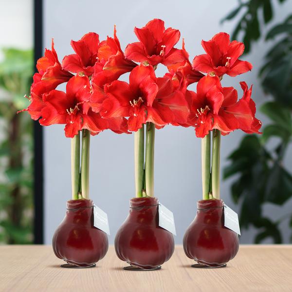 No Water Flowers® (wax amaryllis) | Waxz® Colours Bordeaux (3 pack) + Red flower