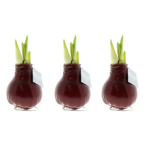 No Water Flowers® (wax amaryllis) | Waxz® Colours Bordeaux (3 pack) + Red flower – Bild 4