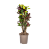 Codiaeum ‚Croton‘ Iceton Ø21cm – ↕70-80cm