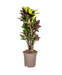 Codiaeum ‚Croton‘ Iceton Ø21cm – ↕70-80cm