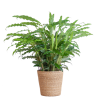 Calathea Rufibarba mit Sofia-Korb natur – 55cm – Ø17