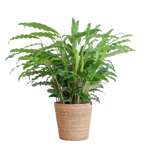 Calathea Rufibarba mit Sofia-Korb natur – 55cm – Ø17