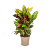 Codiaeum ‚Croton‘ Petra Ø17cm – ↕50cm