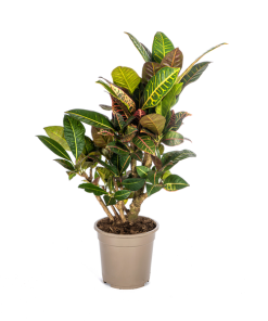 Codiaeum ‚Croton‘ Petra Ø21cm – ↕70-80cm