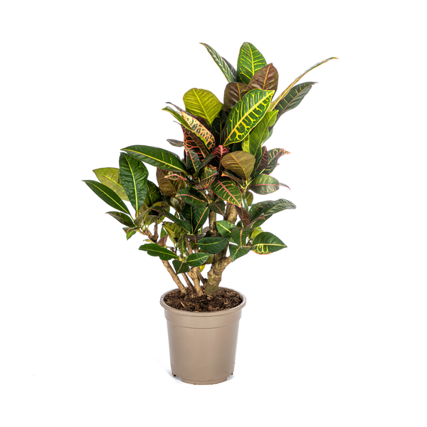 Codiaeum ‚Croton‘ Petra Ø21cm – ↕70-80cm