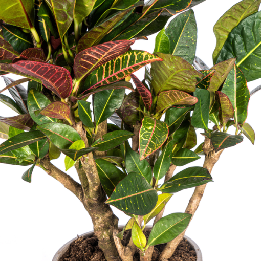 Codiaeum 'Croton' Petra Ø21cm - ↕70-80cm – Bild 3