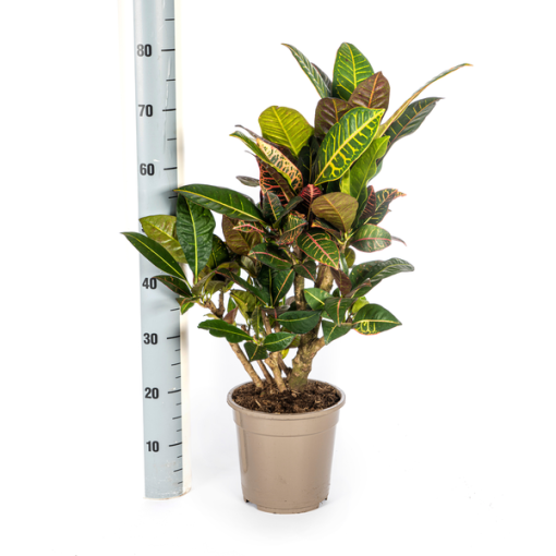 Codiaeum 'Croton' Petra Ø21cm - ↕70-80cm – Bild 4