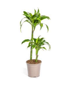 Dracaena Deremensis Dorado Ø19cm – ↕80cm