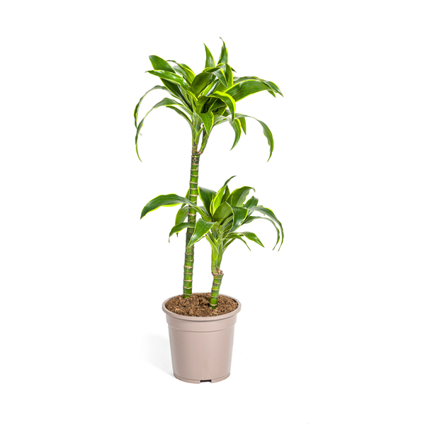 Dracaena Deremensis Dorado Ø19cm – ↕80cm