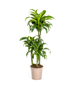 Dracaena Deremensis Dorado Ø21cm – ↕110cm