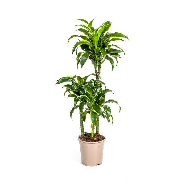 Dracaena Deremensis Dorado Ø21cm – ↕110cm