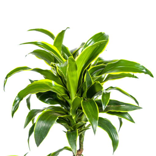 Dracaena Deremensis Dorado Ø21cm - ↕110cm – Bild 2