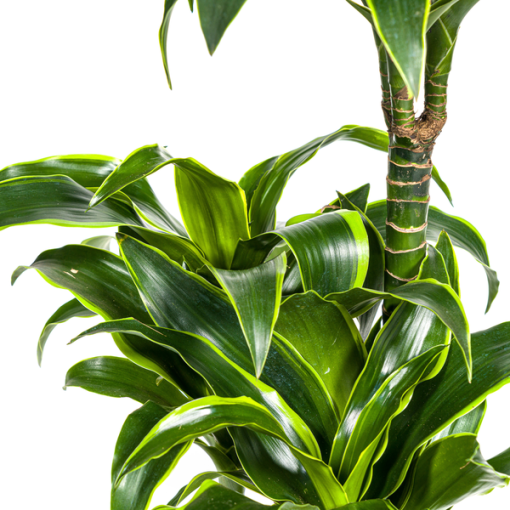 Dracaena Deremensis Dorado Ø21cm - ↕110cm – Bild 3