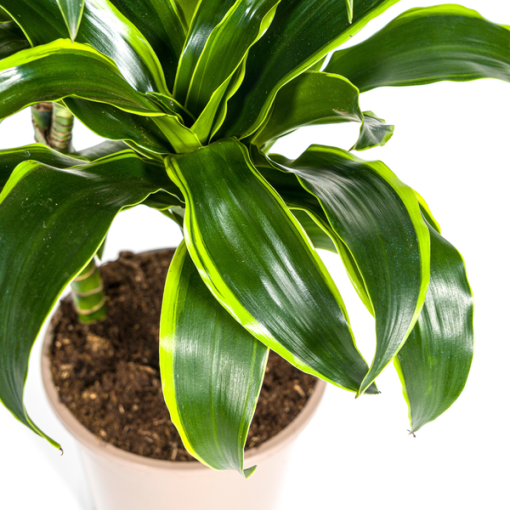 Dracaena Deremensis Dorado Ø21cm - ↕110cm – Bild 4