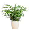 Calathea Rufibarba mit Viber weiß – 55cm – Ø17