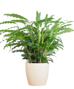 Calathea Rufibarba mit Viber weiß – 55cm – Ø17