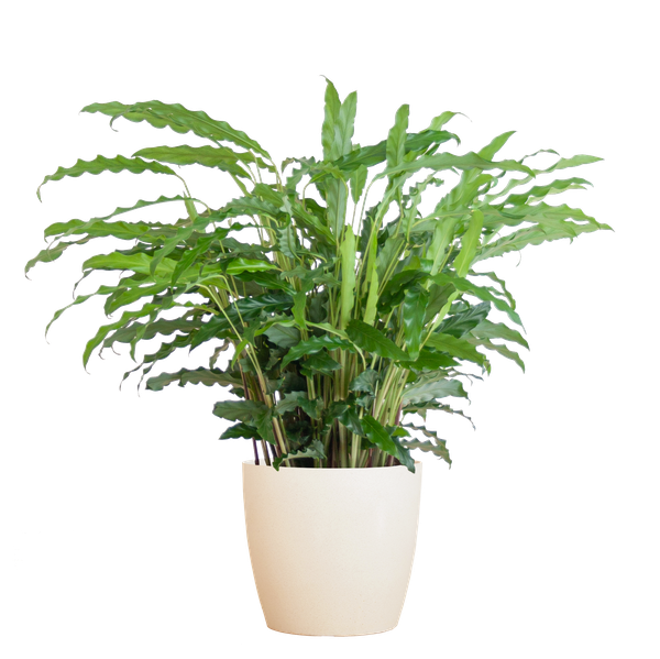 Calathea Rufibarba mit Viber weiß – 55cm – Ø17