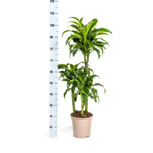 Dracaena Deremensis Dorado Ø21cm - ↕110cm – Bild 6