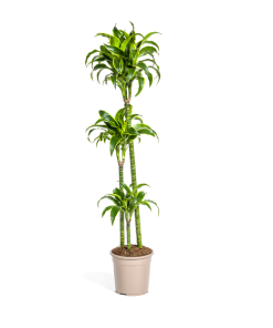 Dracaena Deremensis Dorado Ø24cm – ↕130cm