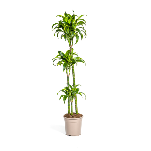 Dracaena Deremensis Dorado Ø24cm – ↕130cm