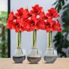 No Water Flowers® (wax amaryllis) | Waxz® Dipz Mix (3 pack) + Red flower