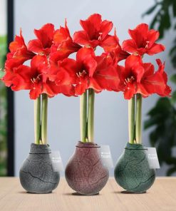 No Water Flowers® (wax amaryllis) | Waxz® Marble Mix (3 pack) + Red flower