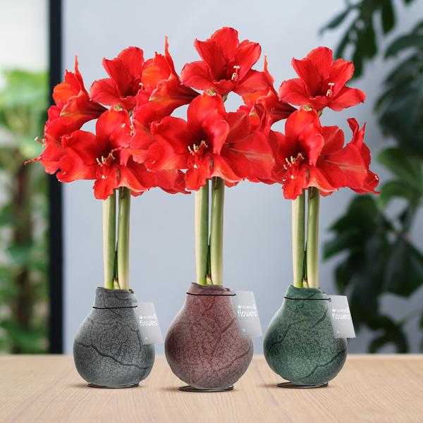 No Water Flowers® (wax amaryllis) | Waxz® Marble Mix (3 pack) + Red flower