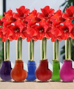 No Water Flowers® (wax amaryllis) | Waxz® Colours Happy Mix (6 pack) + Red flower