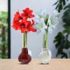 No Water Flowers® (wax amaryllis) | Waxz® Colours Classic duo Mix (2 pack) + Red & White flower