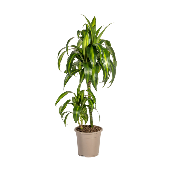 Dracaena Deremensis Hawaiian Sunshine Ø19cm – ↕80cm