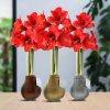 No Water Flowers® (wax amaryllis) | Waxz® Metallic Mix (3 pack) + Red flower