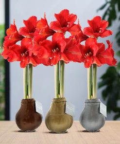 No Water Flowers® (wax amaryllis) | Waxz® Metallic Mix (3 pack) + Red flower