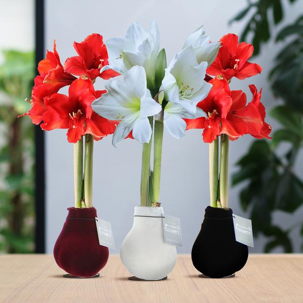 No Water Flowers® (wax amaryllis) | Velvet Touchz® Classic Mix (3 pack) + Red & White flower