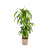 Dracaena Deremensis Hawaiian Sunshine Ø21cm – ↕100cm